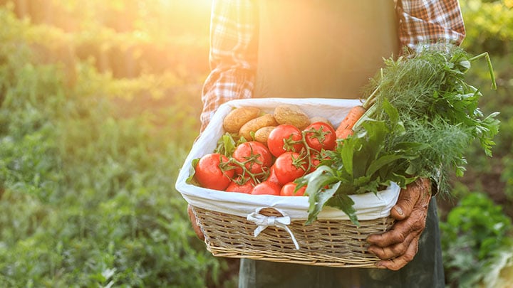 fresh tomatoes in a basket